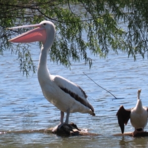 Pelecanus conspicillatus at Fyshwick, ACT - 24 Oct 2023