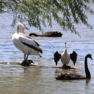 Pelecanus conspicillatus at Fyshwick, ACT - 24 Oct 2023