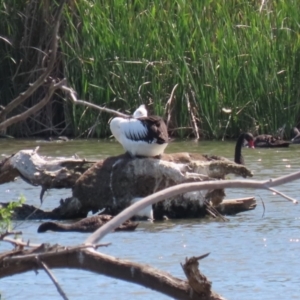 Pelecanus conspicillatus at Fyshwick, ACT - 24 Oct 2023