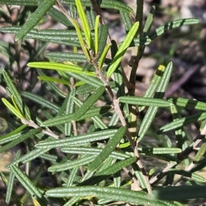 Hovea asperifolia subsp. asperifolia at Cotter River, ACT - 24 Oct 2023