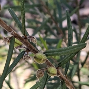 Hovea asperifolia subsp. asperifolia at Cotter River, ACT - 24 Oct 2023 10:08 AM