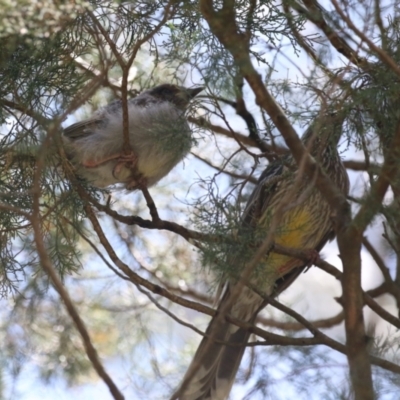 Anthochaera carunculata (Red Wattlebird) at Kingston, ACT - 24 Oct 2023 by RodDeb