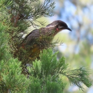 Anthochaera carunculata at Kingston, ACT - 24 Oct 2023