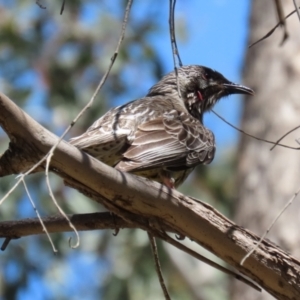 Anthochaera carunculata at Kingston, ACT - 24 Oct 2023