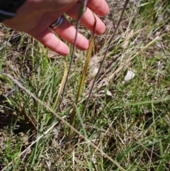 Thelymitra peniculata (Blue Star Sun-orchid) at Broadway, NSW - 24 Oct 2023 by mlech