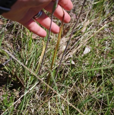 Thelymitra peniculata (Blue Star Sun-orchid) at Broadway, NSW - 24 Oct 2023 by mlech