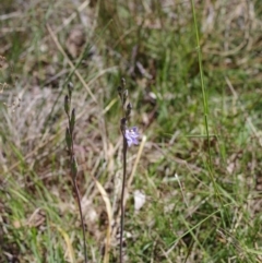 Thelymitra peniculata at Broadway, NSW - 24 Oct 2023