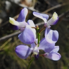 Comesperma volubile (Love Creeper) at Cotter River, ACT - 24 Oct 2023 by JohnBundock
