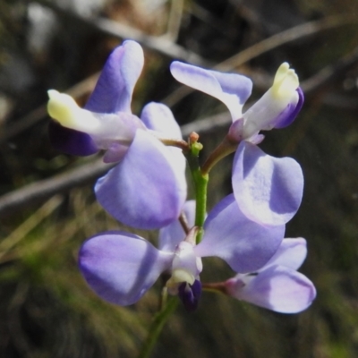 Comesperma volubile (Love Creeper) at Cotter River, ACT - 23 Oct 2023 by JohnBundock