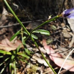 Comesperma volubile at Cotter River, ACT - 24 Oct 2023 10:15 AM