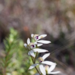 Caladenia cucullata (Lemon Caps) at Broadway, NSW - 24 Oct 2023 by mlech