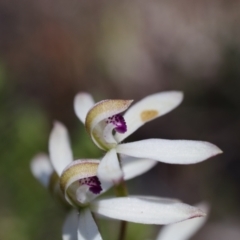 Caladenia cucullata at Broadway, NSW - suppressed