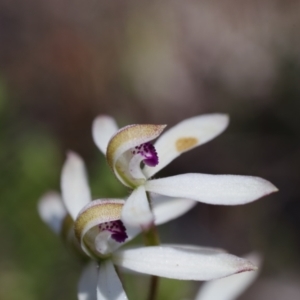 Caladenia cucullata at Broadway, NSW - suppressed