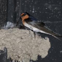 Hirundo neoxena (Welcome Swallow) at Jerrabomberra Wetlands - 24 Oct 2023 by RodDeb