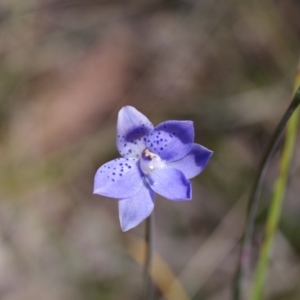 Thelymitra juncifolia at Broadway, NSW - 24 Oct 2023