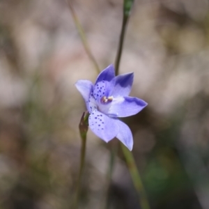 Thelymitra juncifolia at Broadway, NSW - suppressed