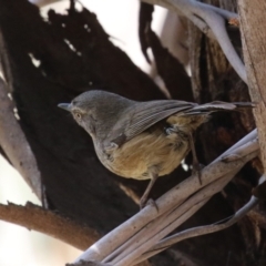 Sericornis frontalis (White-browed Scrubwren) at Fyshwick, ACT - 24 Oct 2023 by RodDeb