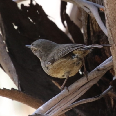 Sericornis frontalis (White-browed Scrubwren) at Fyshwick, ACT - 24 Oct 2023 by RodDeb