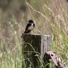 Rhipidura leucophrys (Willie Wagtail) at Jerrabomberra Wetlands - 24 Oct 2023 by RodDeb