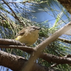 Acanthiza chrysorrhoa (Yellow-rumped Thornbill) at Kingston, ACT - 24 Oct 2023 by RodDeb