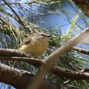 Acanthiza chrysorrhoa at Kingston, ACT - 24 Oct 2023