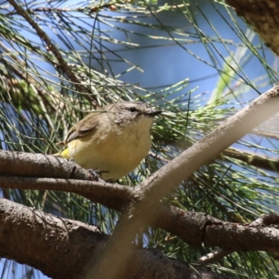 Acanthiza chrysorrhoa (Yellow-rumped Thornbill) at Jerrabomberra Wetlands - 24 Oct 2023 by RodDeb