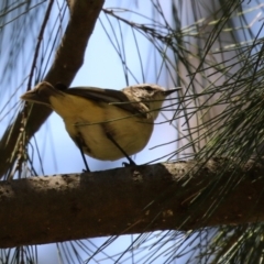 Acanthiza chrysorrhoa at Kingston, ACT - 24 Oct 2023