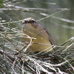 Acanthiza chrysorrhoa at Kingston, ACT - 24 Oct 2023