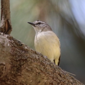 Acanthiza chrysorrhoa at Kingston, ACT - 24 Oct 2023