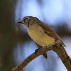 Acanthiza chrysorrhoa at Kingston, ACT - 24 Oct 2023