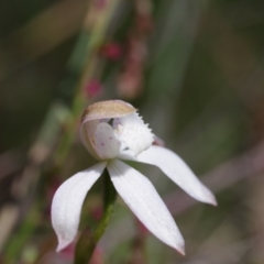 Caladenia moschata (Musky Caps) at Broadway, NSW - 24 Oct 2023 by mlech