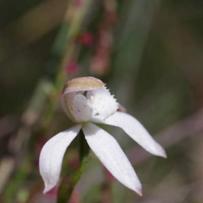 Caladenia moschata (Musky Caps) at Broadway, NSW - 23 Oct 2023 by mlech