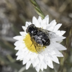 Dasybasis sp. (genus) (A march fly) at Latham, ACT - 23 Oct 2023 by kasiaaus