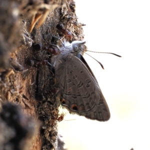 Acrodipsas myrmecophila at suppressed - suppressed