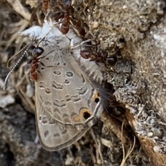 Acrodipsas myrmecophila at suppressed - suppressed