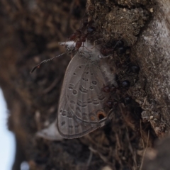 Acrodipsas myrmecophila at suppressed - suppressed