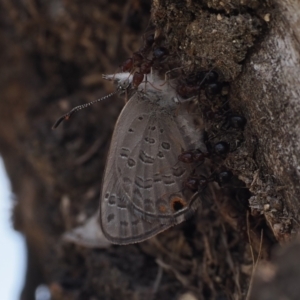 Acrodipsas myrmecophila at suppressed - suppressed