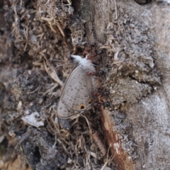 Acrodipsas myrmecophila at suppressed - suppressed