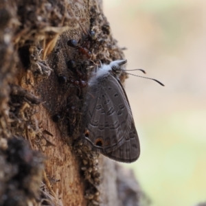 Acrodipsas myrmecophila at suppressed - suppressed