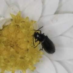 Dasytinae (subfamily) (Soft-winged flower beetle) at Blue Devil Grassland, Umbagong Park (BDG) - 23 Oct 2023 by kasiaaus