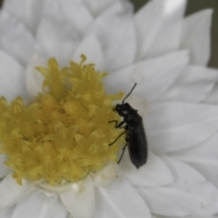 Dasytinae (subfamily) at Latham, ACT - 23 Oct 2023 02:04 PM