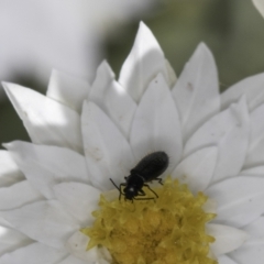 Dasytinae (subfamily) at Latham, ACT - 23 Oct 2023