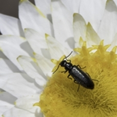 Dasytinae (subfamily) (Soft-winged flower beetle) at Blue Devil Grassland, Umbagong Park (BDG) - 23 Oct 2023 by kasiaaus