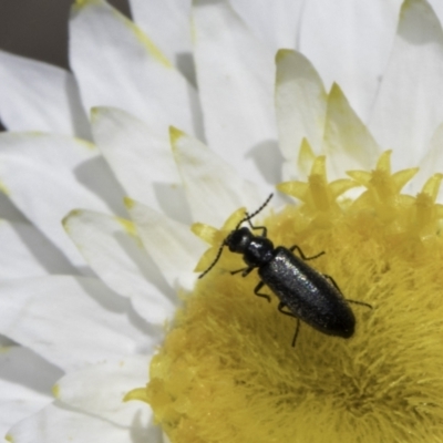 Dasytinae (subfamily) (Soft-winged flower beetle) at Latham, ACT - 23 Oct 2023 by kasiaaus