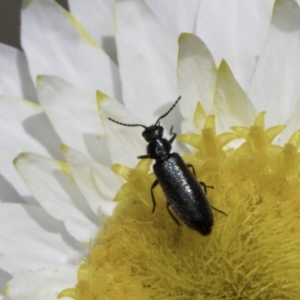 Dasytinae (subfamily) at Blue Devil Grassland, Umbagong Park (BDG) - 23 Oct 2023 02:07 PM