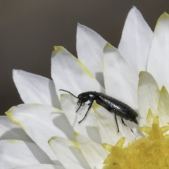 Dasytinae (subfamily) at Blue Devil Grassland, Umbagong Park (BDG) - 23 Oct 2023 02:07 PM