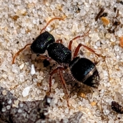 Mutillidae (family) at Yambacoona, TAS - 24 Oct 2023 by HelenCross