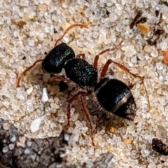 Unidentified Ant (Hymenoptera, Formicidae) at King Island - 24 Oct 2023 by HelenCross