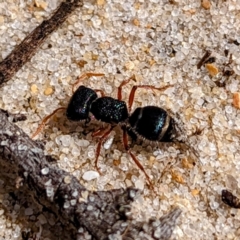 Mutillidae (family) at Yambacoona, TAS - 24 Oct 2023 01:25 PM