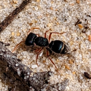 Mutillidae (family) at Yambacoona, TAS - 24 Oct 2023 01:25 PM
